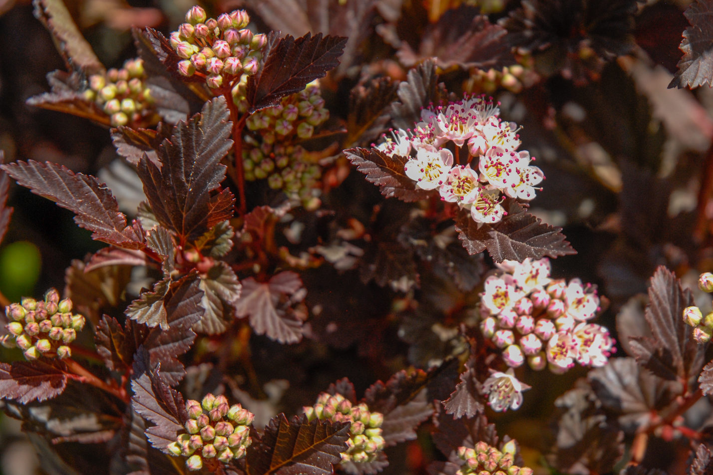 Summer Wine Ninebark